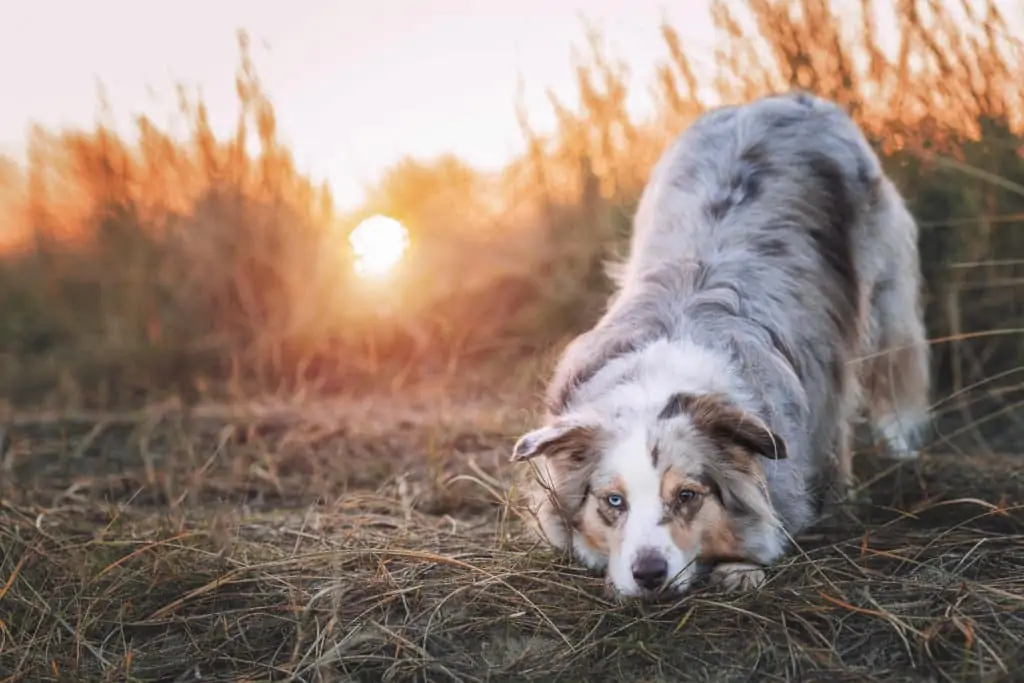 Australian Shepherd im Rasseportrait – Wesen, Erziehung & Pflege