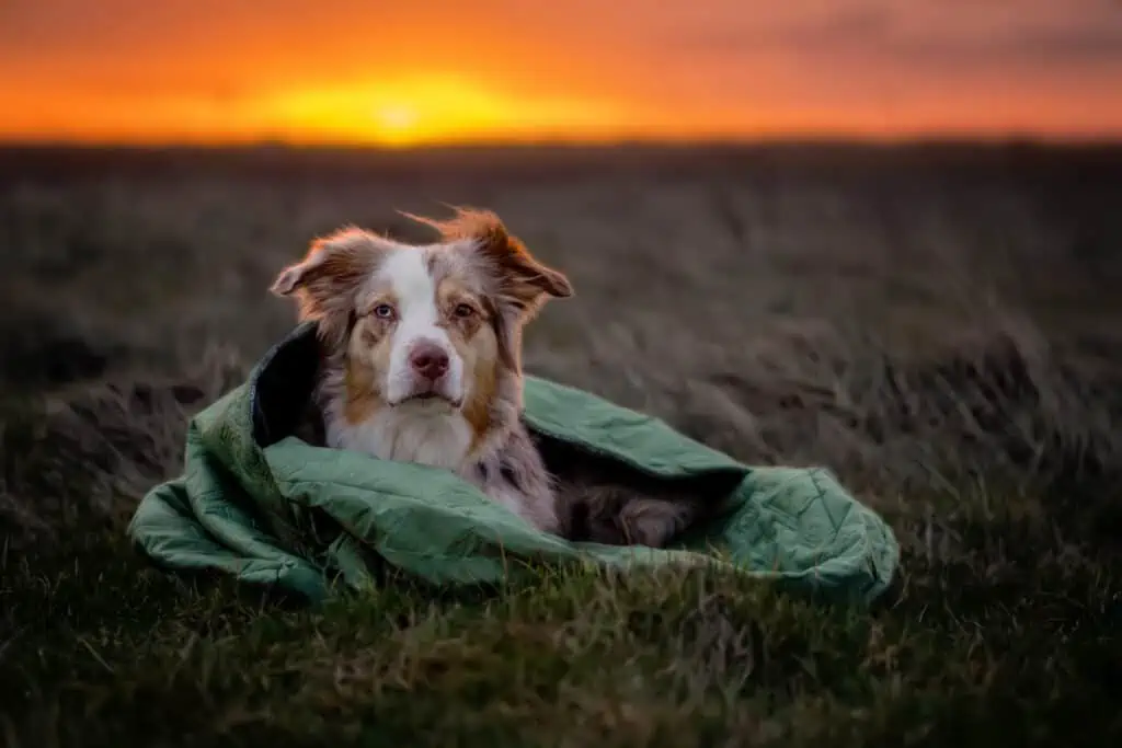 Schlafsack für Hunde Hundeschlafsack Wandern