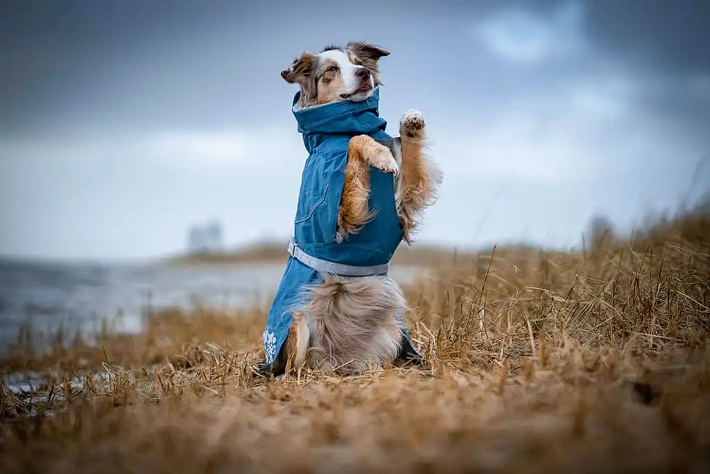 Regenmäntel für Hunde von Hurtta