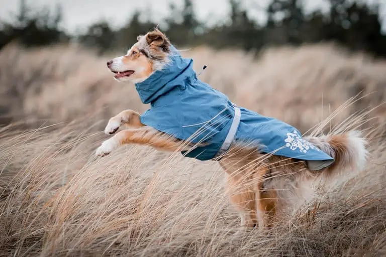 Regenmäntel für Hunde