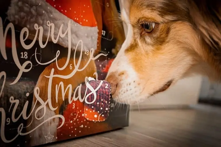 Adventskalender für Hunde