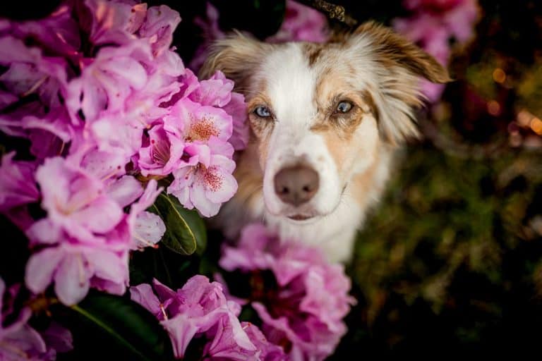 Vergiftung beim Hund - Ursachen, Symptome und Behandlung