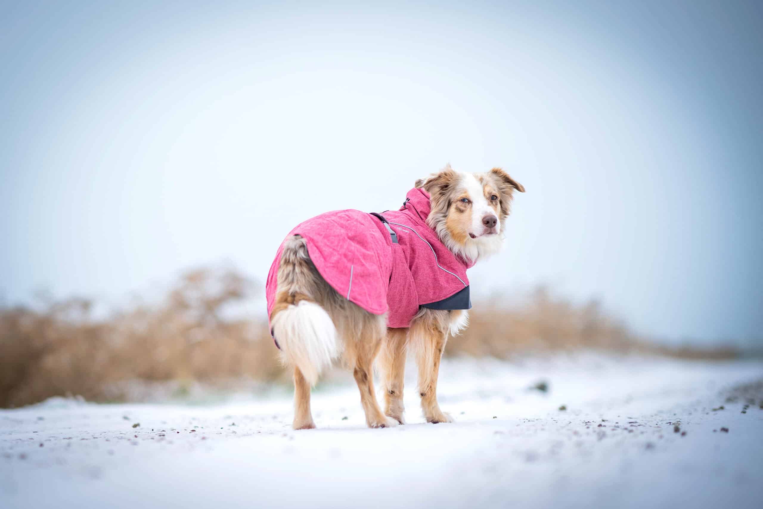 Wintermäntel für Hunde Hurtta Expedition Parka Erfahrungen