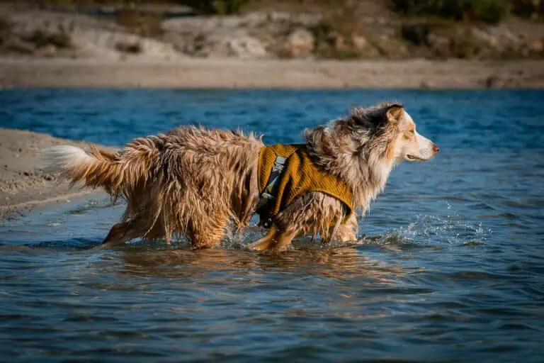 Kühlweste für Hunde Hurtta Cooling Wrap