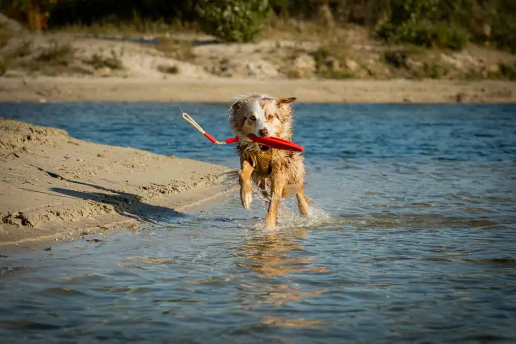 Wasserspielzeuge für Hunde – die besten 5 Schwimmspielzeuge
