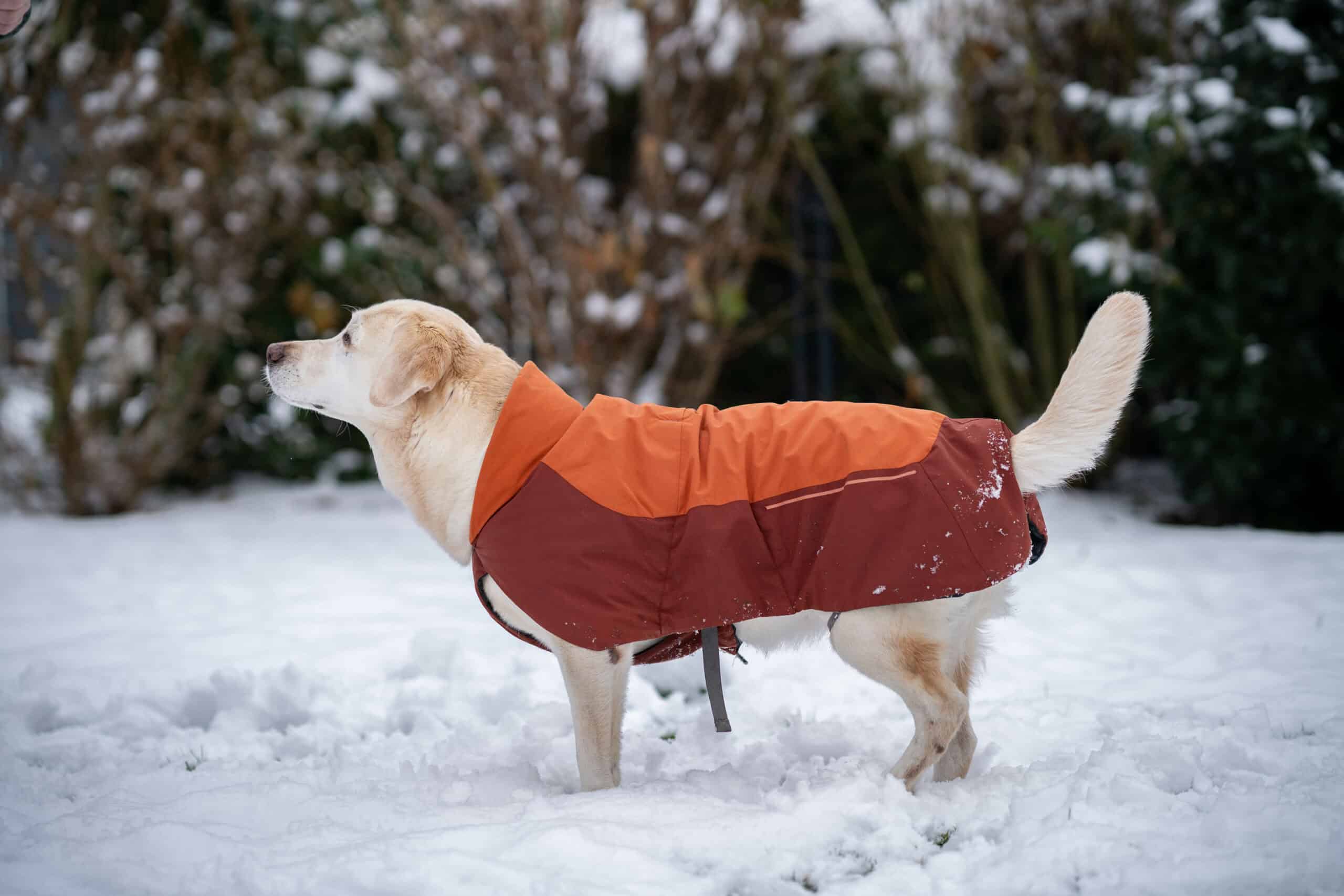 Wintermäntel für Hunde