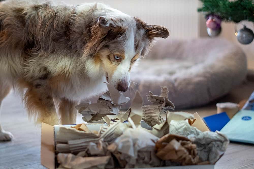 Nasenspiele für Hunde