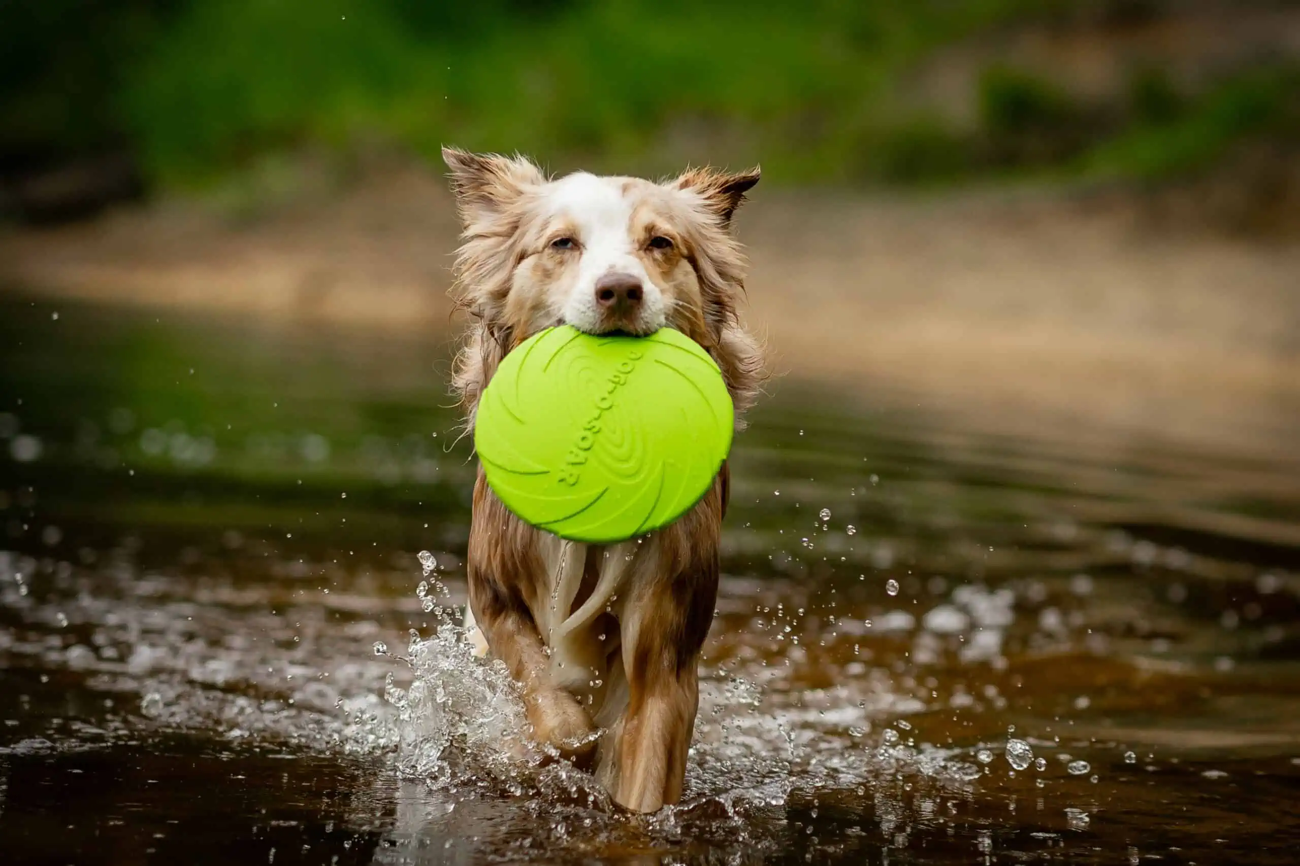 Wasserspielzeuge für Hunde Frisbee