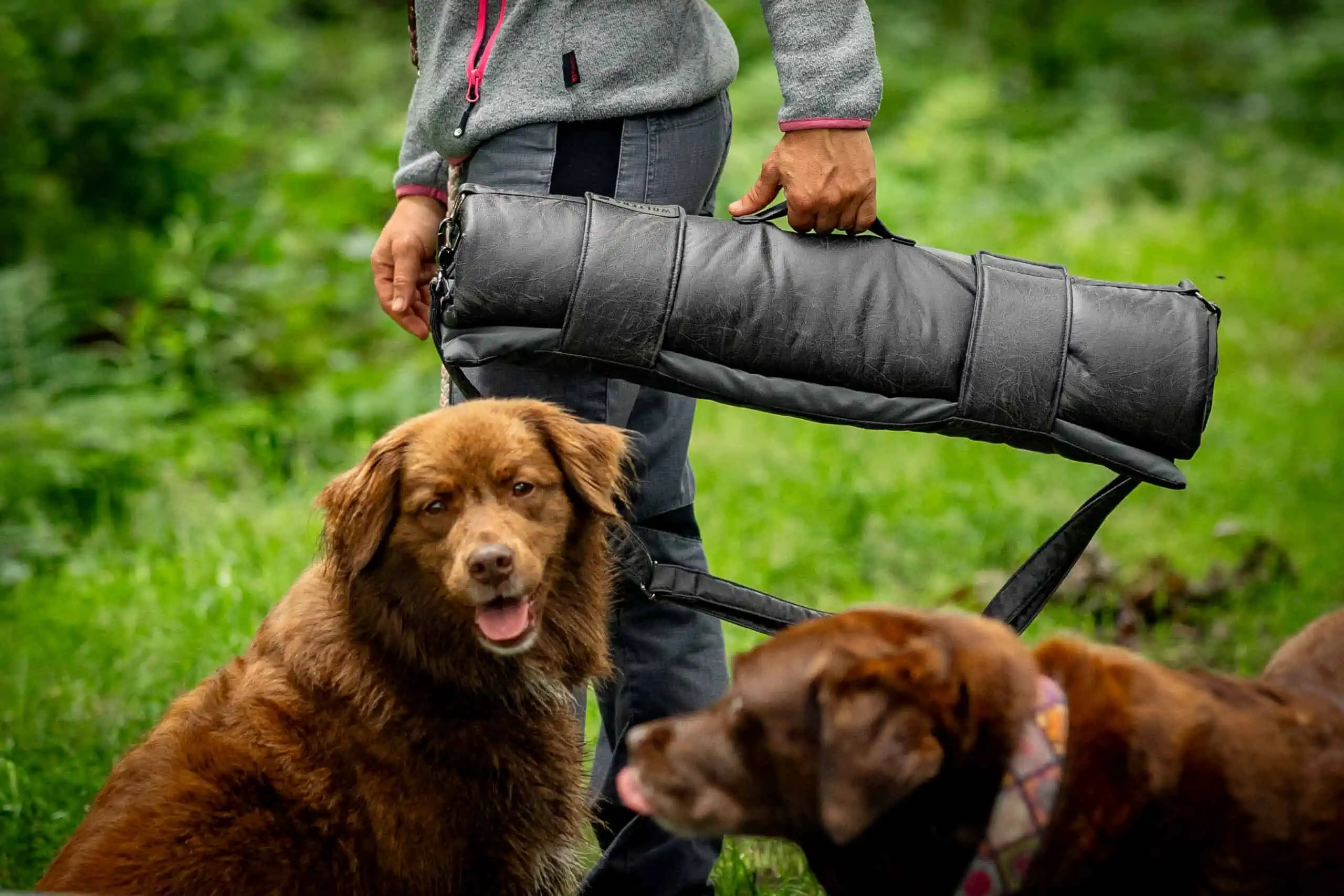 Reisedecke für Hunde im Test Erfahrungen