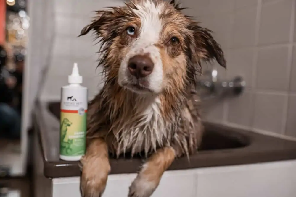 Allergien beim Hund: Allergene mit Shampoo abwaschen