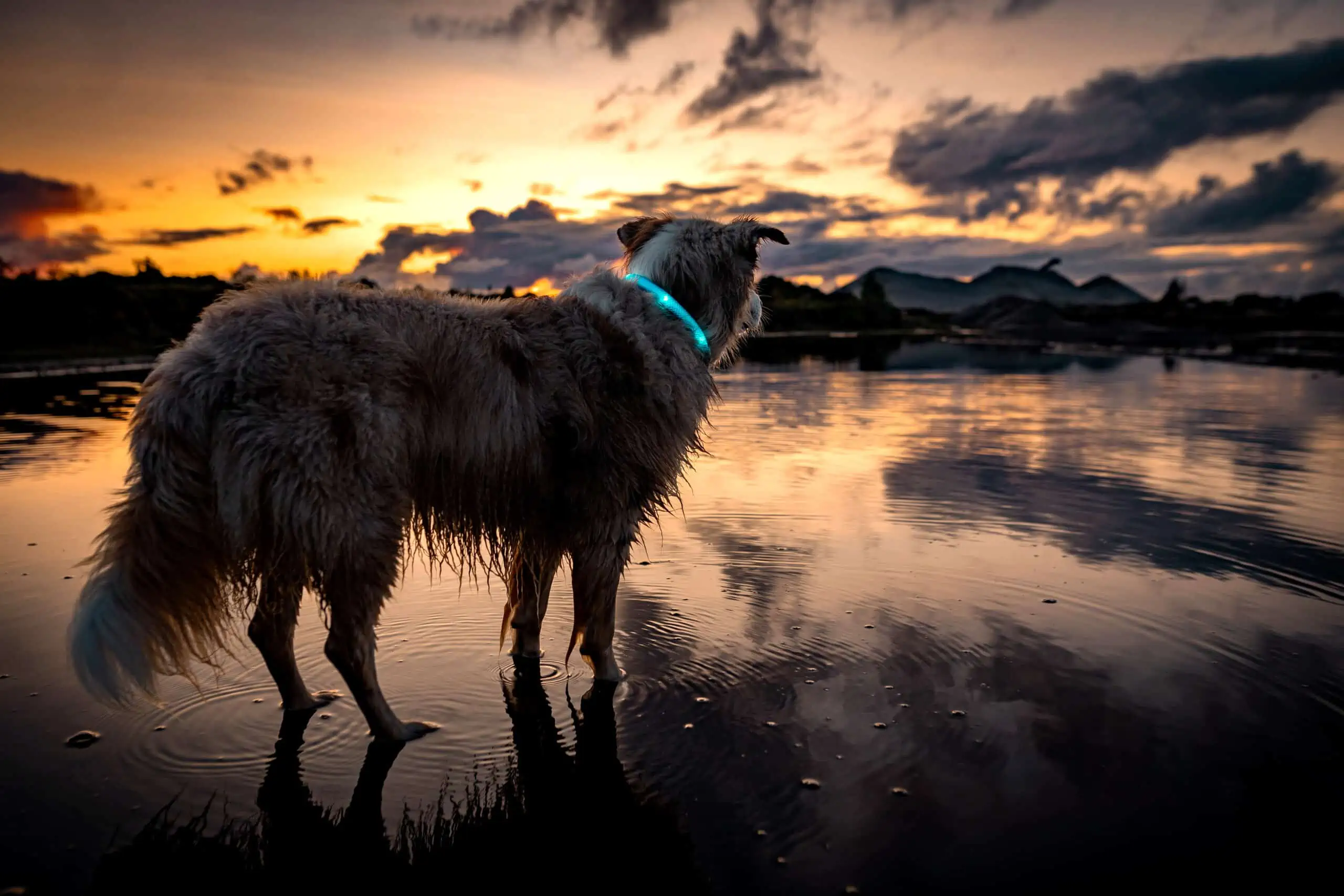 Die Farbe türkis eignet sich unter anderem besonders gut für Hunde mit dichter Unterwolle.