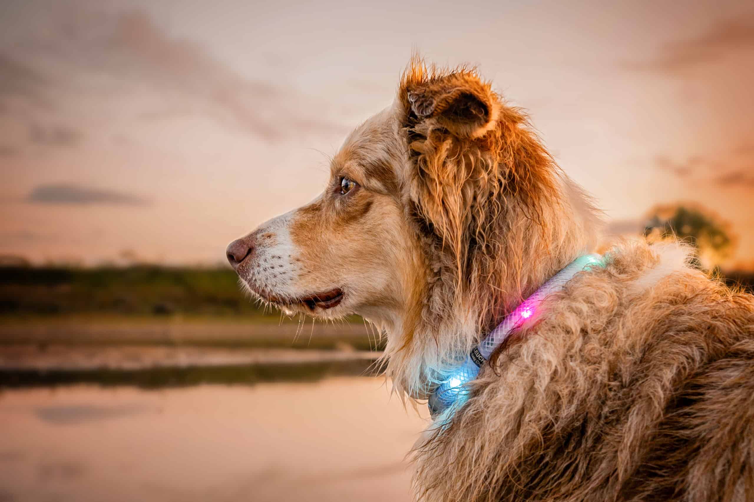 LEUCHTIE im TEST LED Halsband für Hunde Sicherheit Dunkelheit