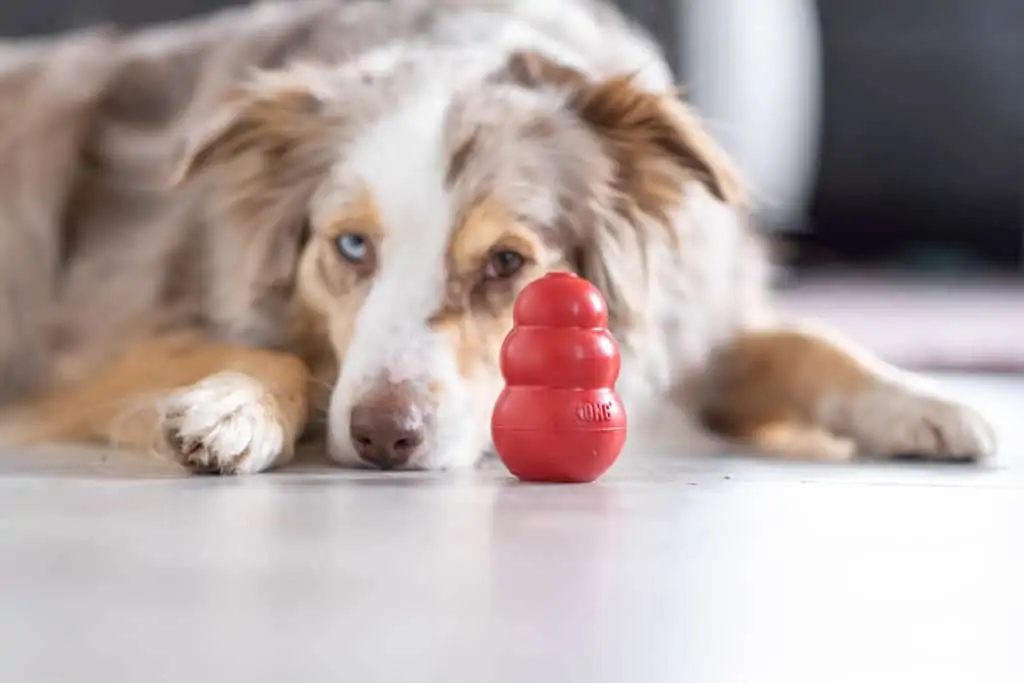 Hund mit KONG