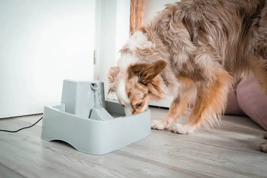 Trinkbrunnen für Hunde – 3 wichtige Gründe dafür