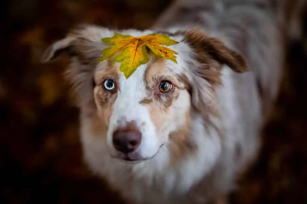 MDR1-Gendefekt beim Hund – das solltest Du darüber wissen!