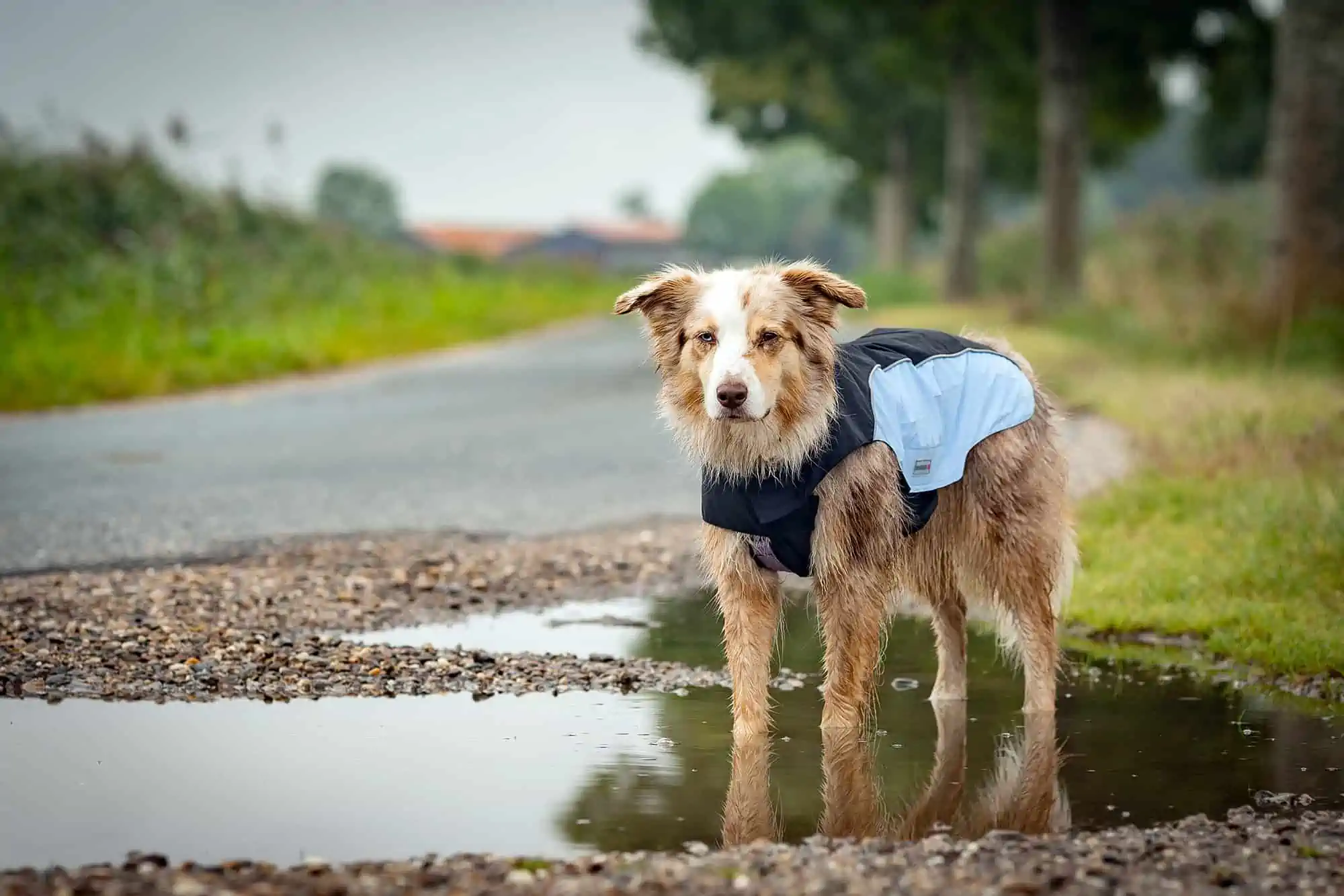 Regenmäntel für Hunde