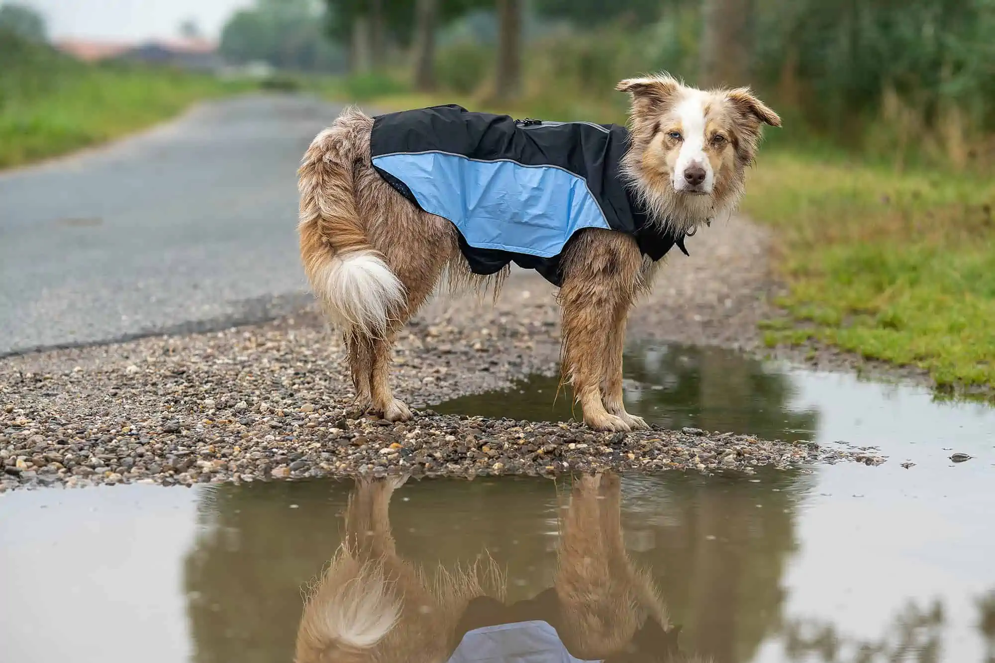 Regenmäntel für Hunde von Wolters Cat & Dog