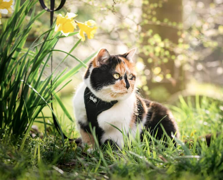 Katzengeschirre