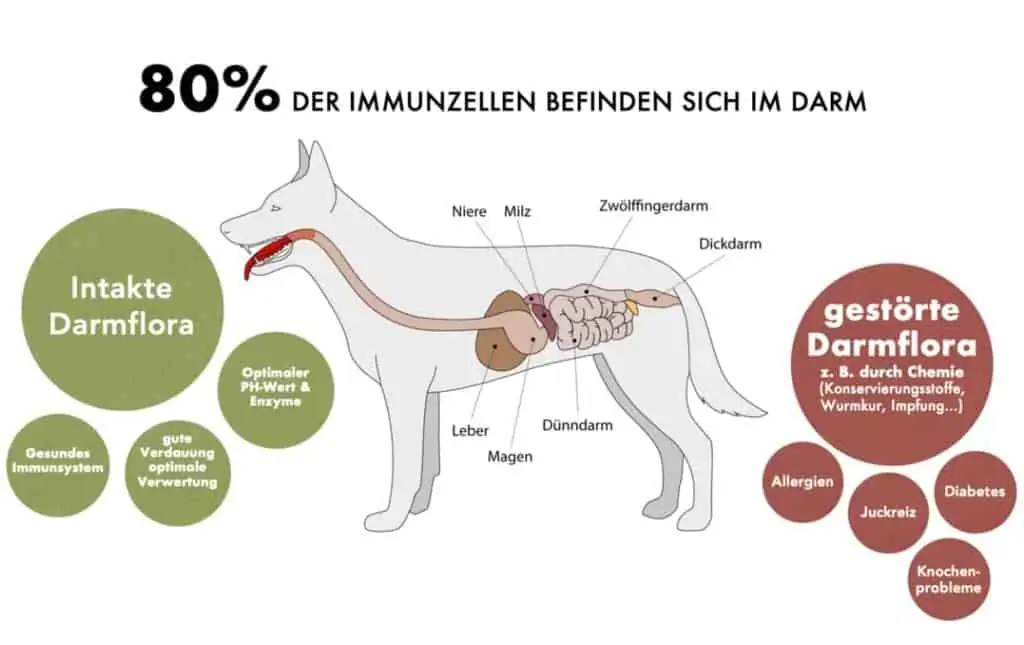 Darmsanierung beim Hund – für eine gesunde Darmflora