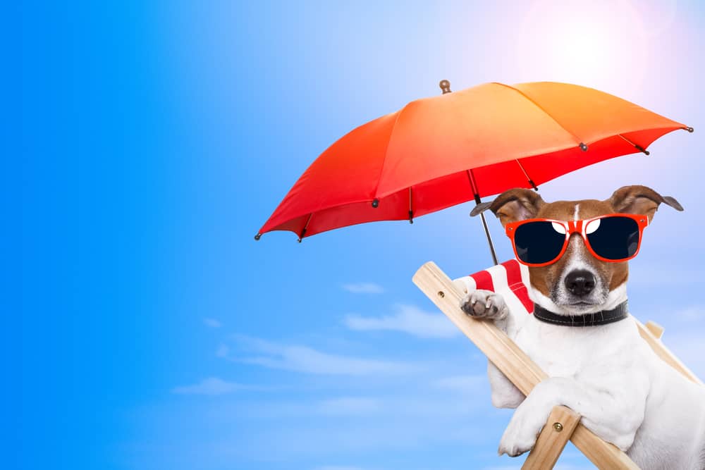 Sonnenbrand beim Hund – Erkennen, Behandeln und Vorbeugen