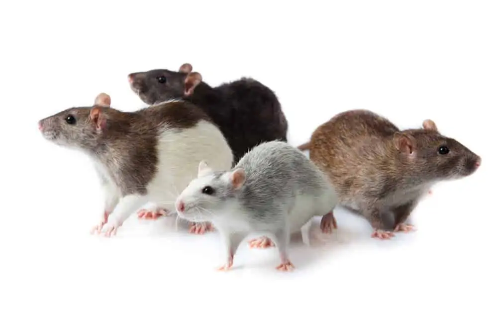 Ratten sind gerne in Gesellschaft