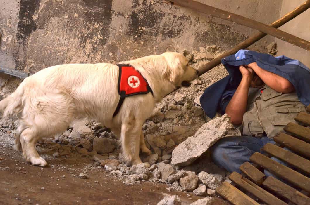 Rettungshund im Einsatz