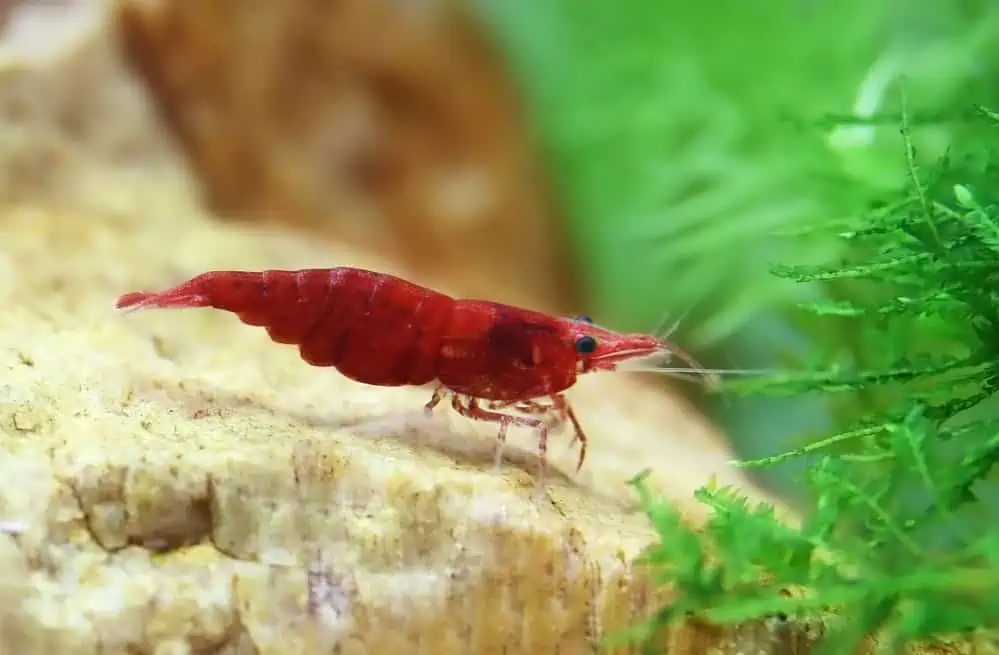 Nano Aquarium Garnele
