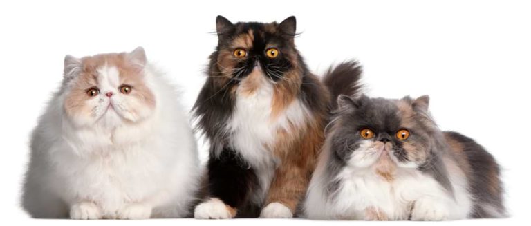 Perserkatze