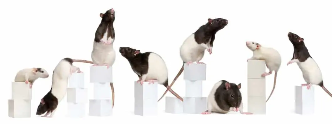 Ratten wollen Beschäftigung