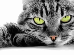 Taurin für Katzen Taurinmangel Symptome
