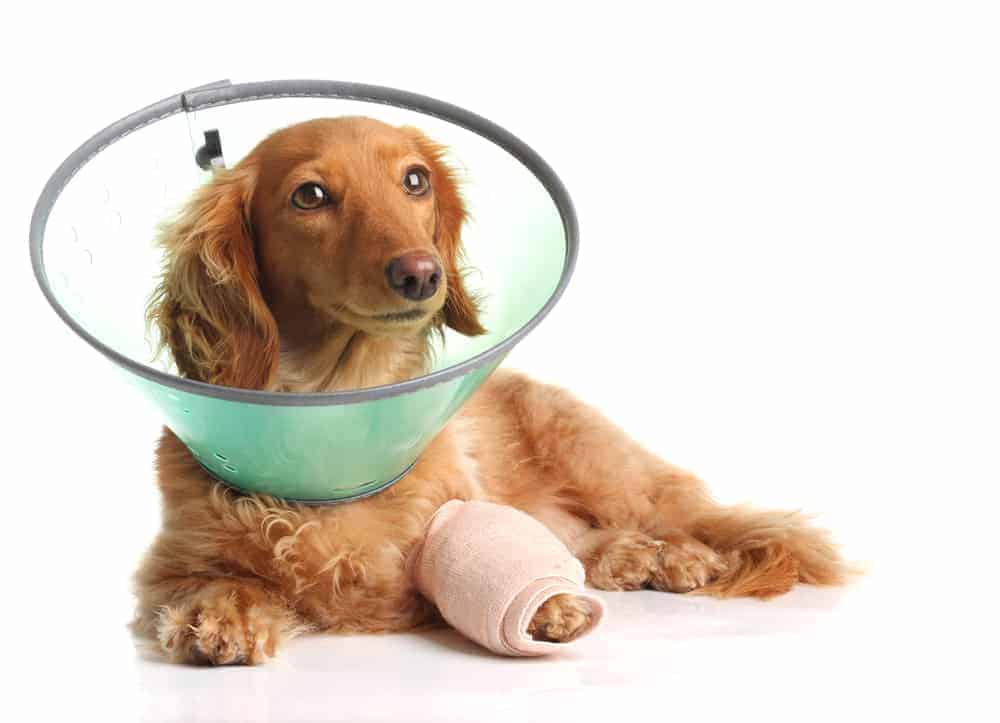 Halskrause für Hunde