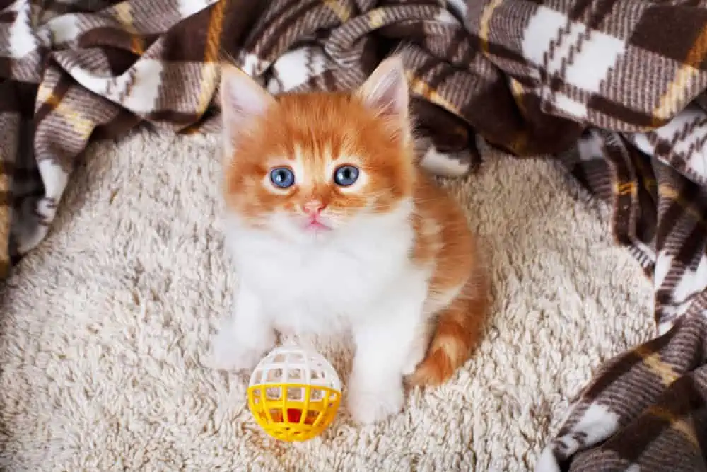 Intelligenzspielzeuge für Katzen