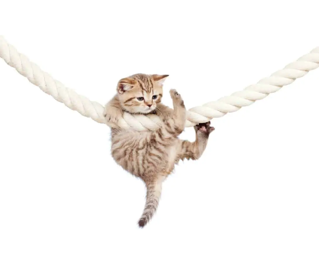Katze klettert an Seil