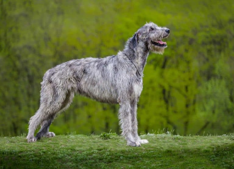 Irischer Wolfshund