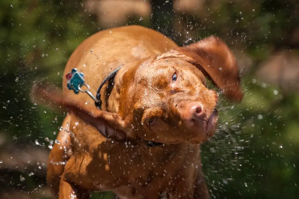 Blutohr beim Hund Ursachen