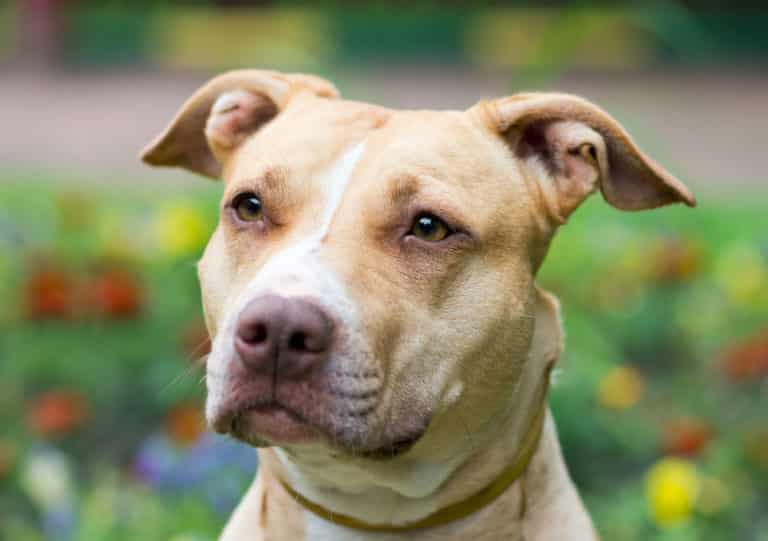 American Pitbull Terrier