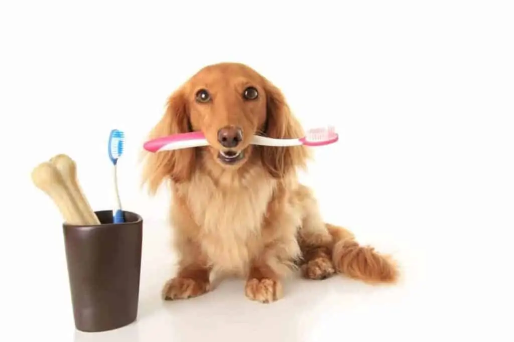 Zahnpflege beim Hund – wir zeigen wie es richtig geht!