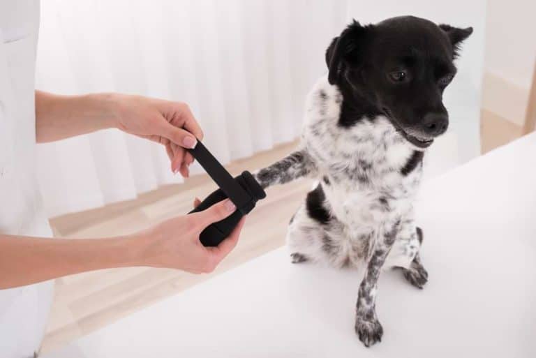 Notfallapotheke für den Hund