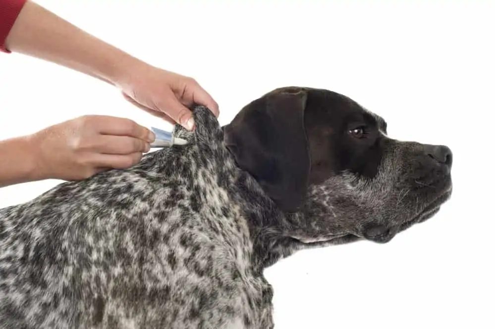 Hund kriegt Spot-on gegen Hundeflöhe