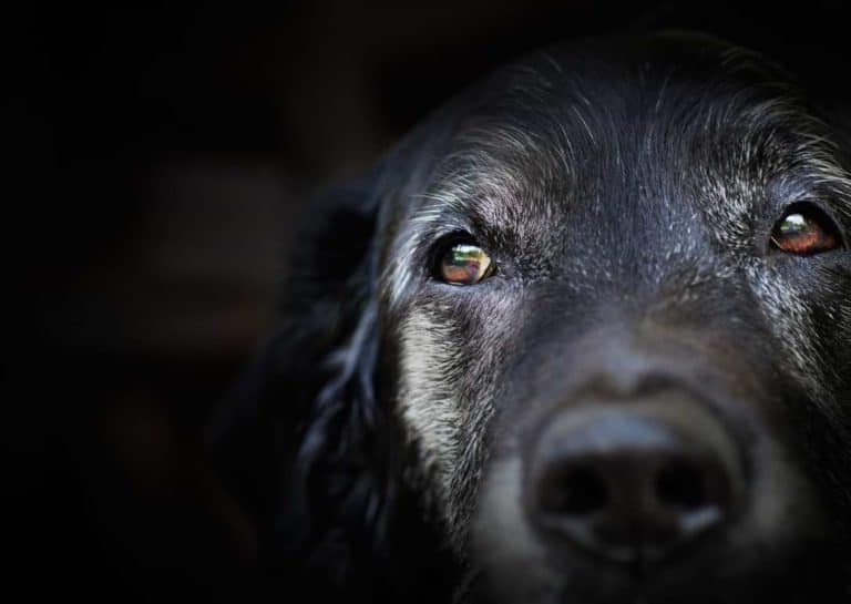 Wie alt werden Hunde?