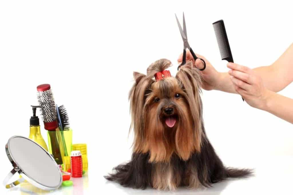 Hund bürsten