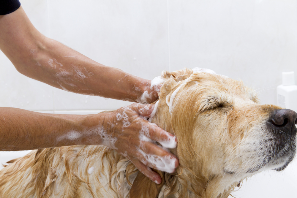 Verfilzungen im Hundefell Shampoo verfilztes Fell Erfahrungen