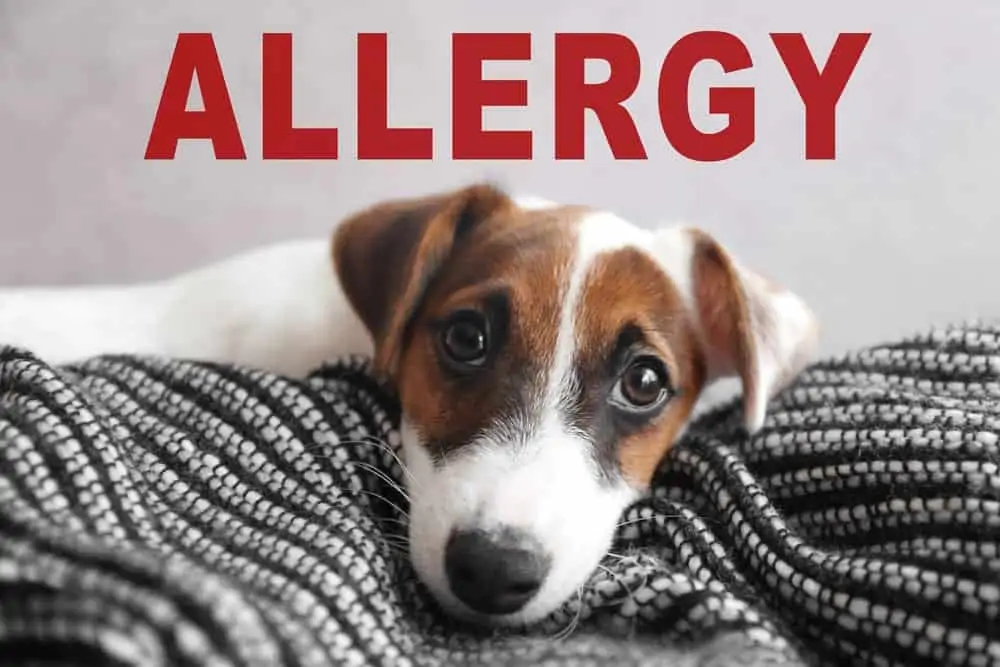 Allergien beim Hund