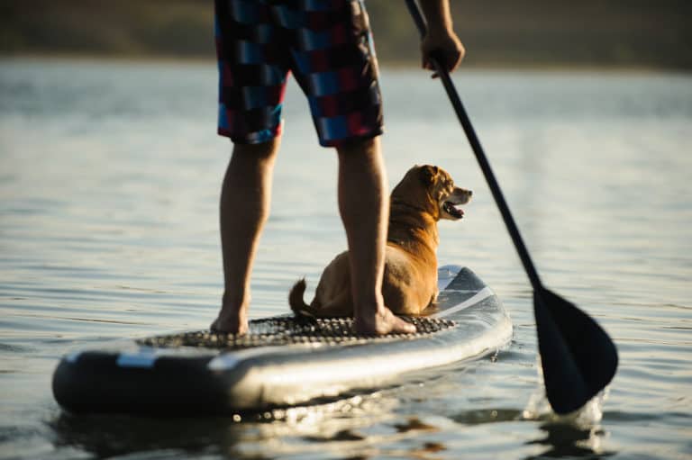 SUP mit Hund