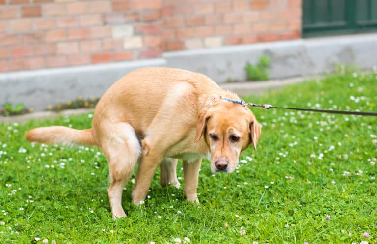 Hundekot