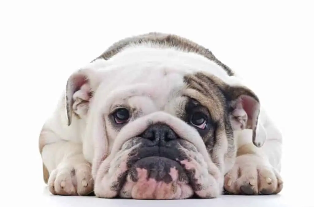 Englische Bulldogge – Ein liebenswertes Kraftpaket auf vier Pfoten