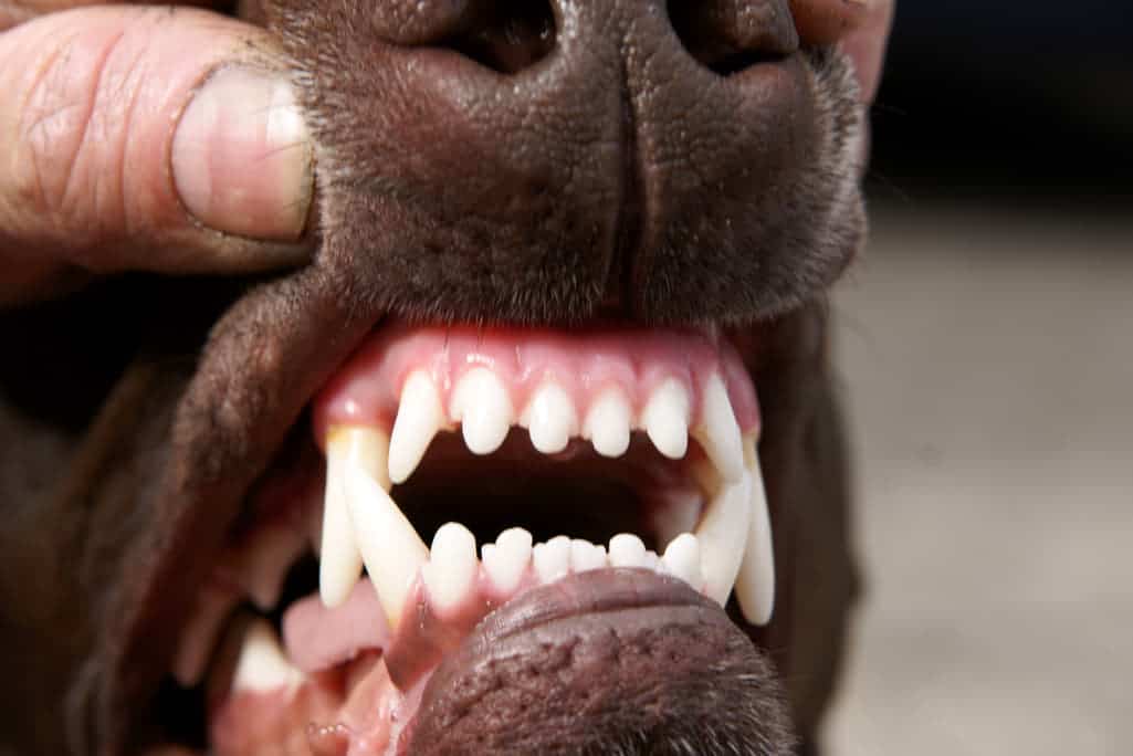 Mensch zeigt Zähne vom Hund