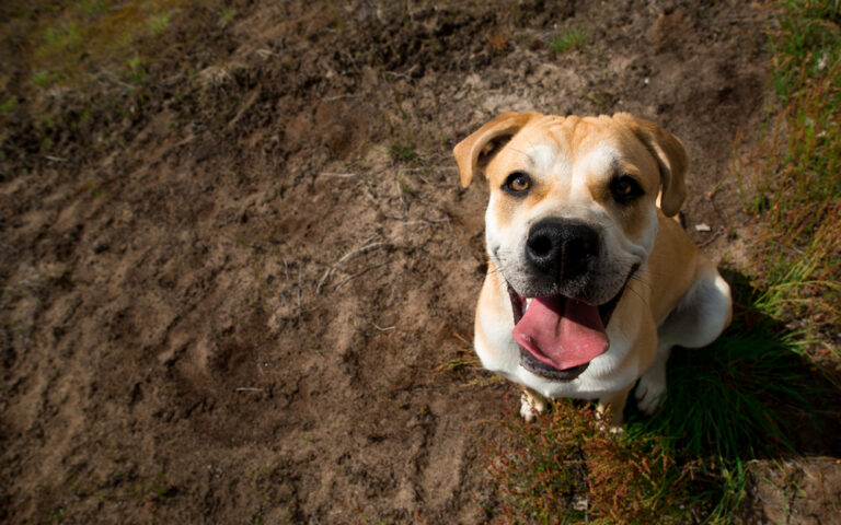 Hund frisst Erde
