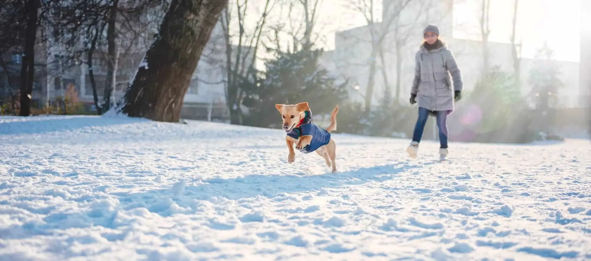 Hund im Winter