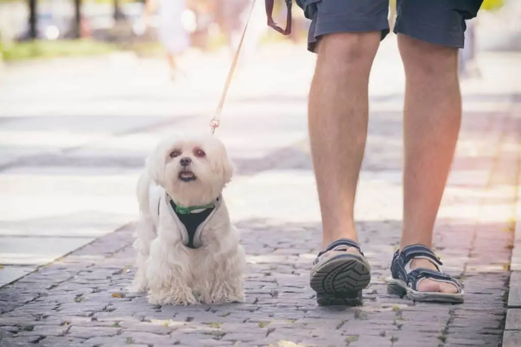 sehr kleiner Hund mit Hundegeschirr